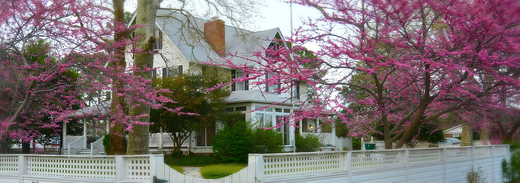 Fig Street Inn with Spring Trees in bloom